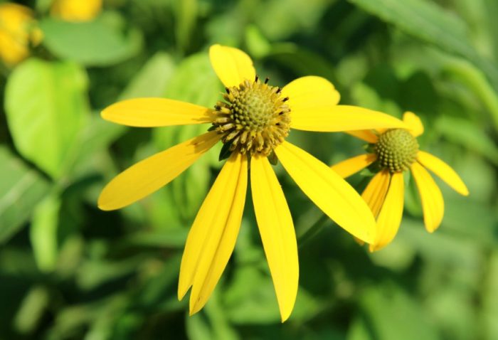 Yellow Flowers in Texas