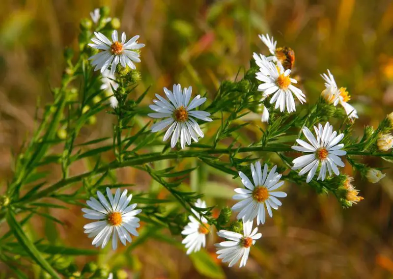 White Wildflowers