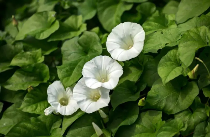 White Wildflowers