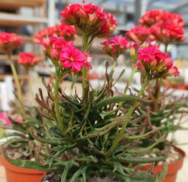 Succulent With Pink Flowers