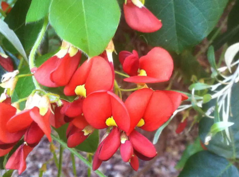 Bell-Shaped Flowers