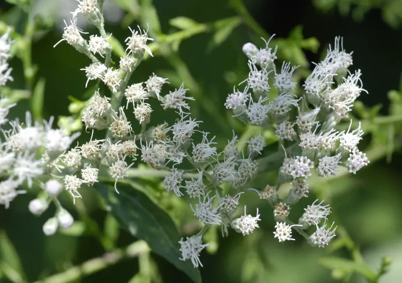 White Wildflowers