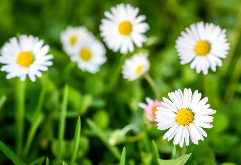 White Wildflowers