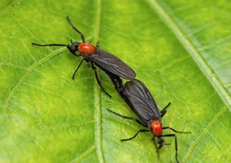 32 Types Of Bugs In Florida With Pictures And Identification