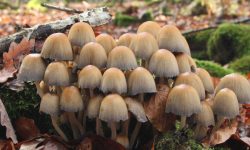 34 Types of Florida Mushrooms (Pictures and Identification)
