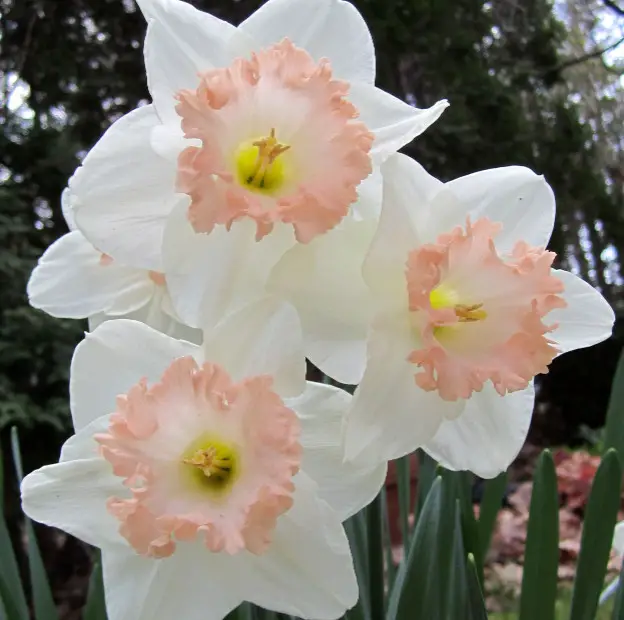 Pink Daffodils