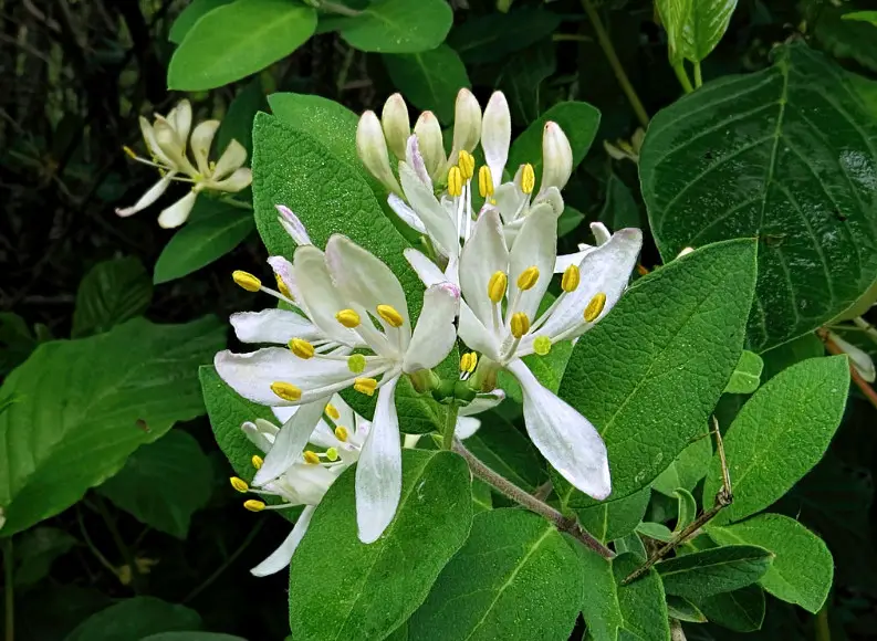 White Wildflowers