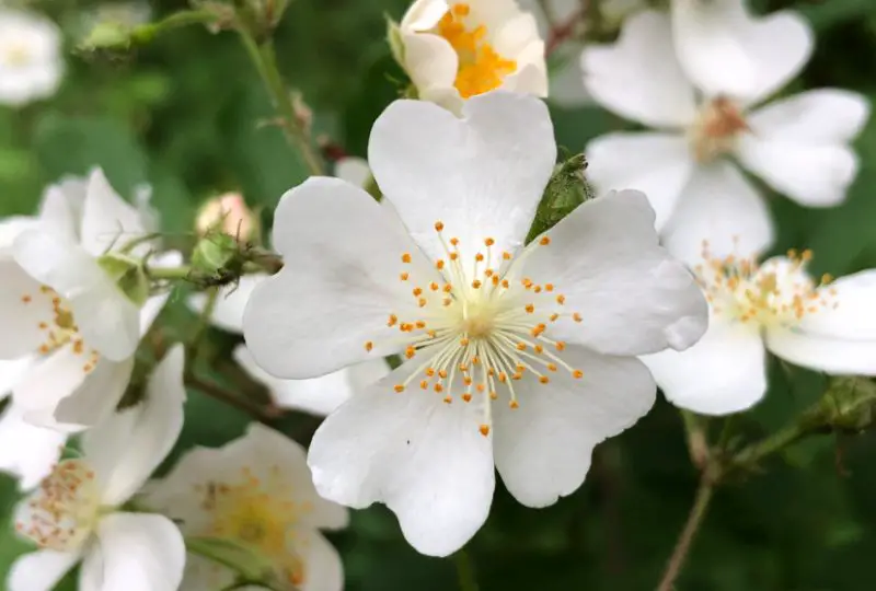 White Wildflowers