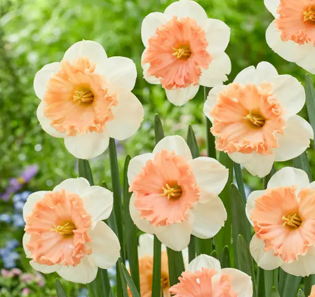 Pink Daffodils