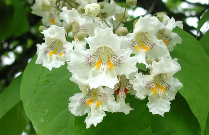 White Wildflowers