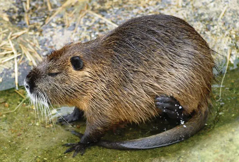 Animals that Look Like Beavers