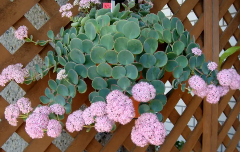 Succulent With Pink Flowers