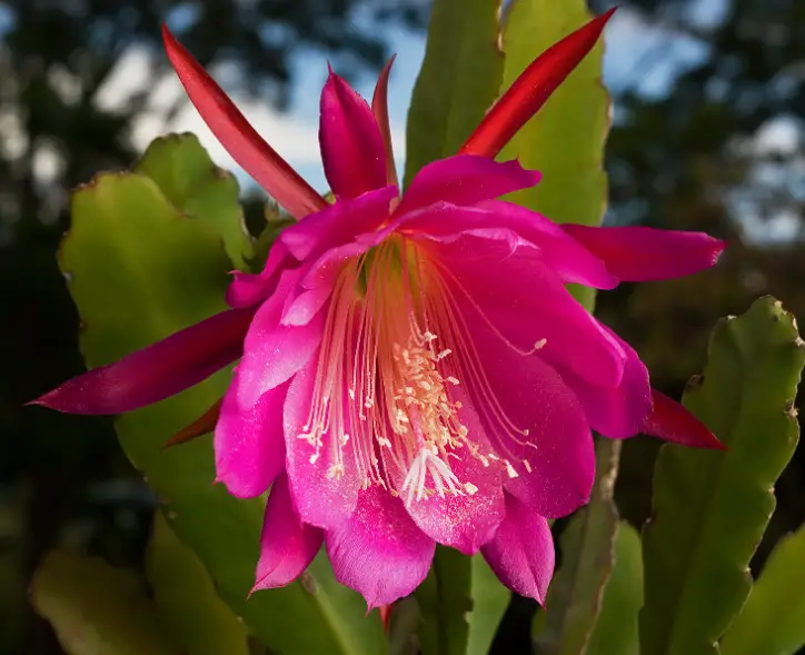 Succulent With Pink Flowers