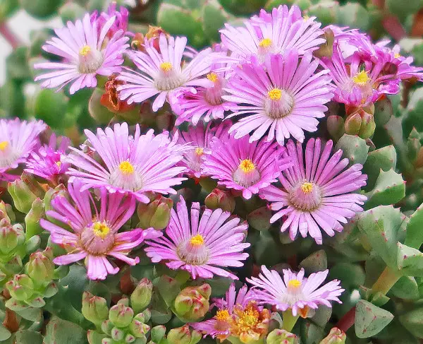 Succulent With Pink Flowers