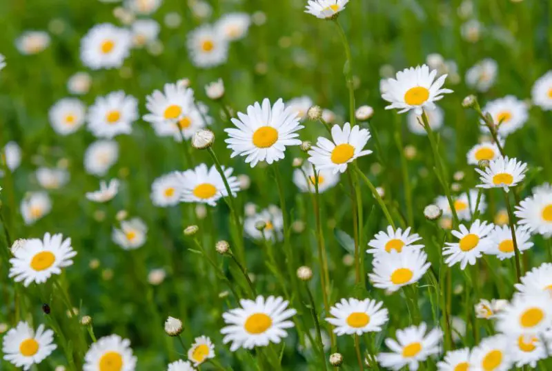 White Wildflowers