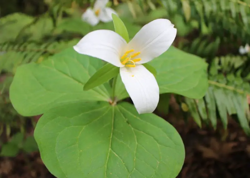 White Wildflowers