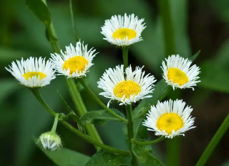 White Wildflowers