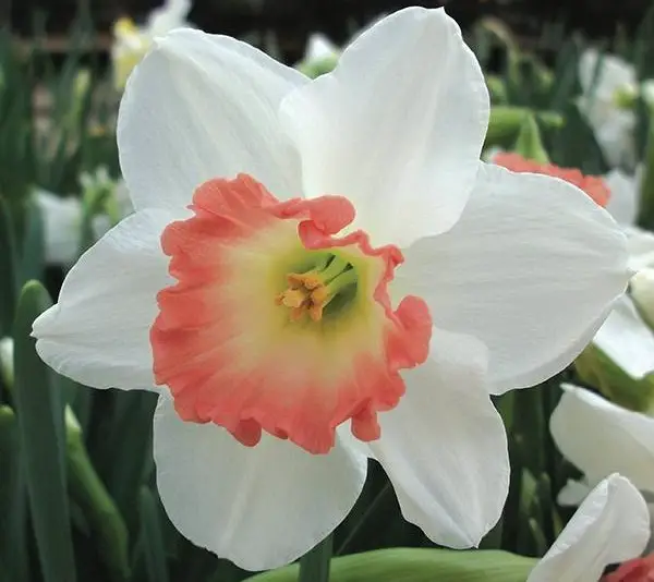 Pink Daffodils