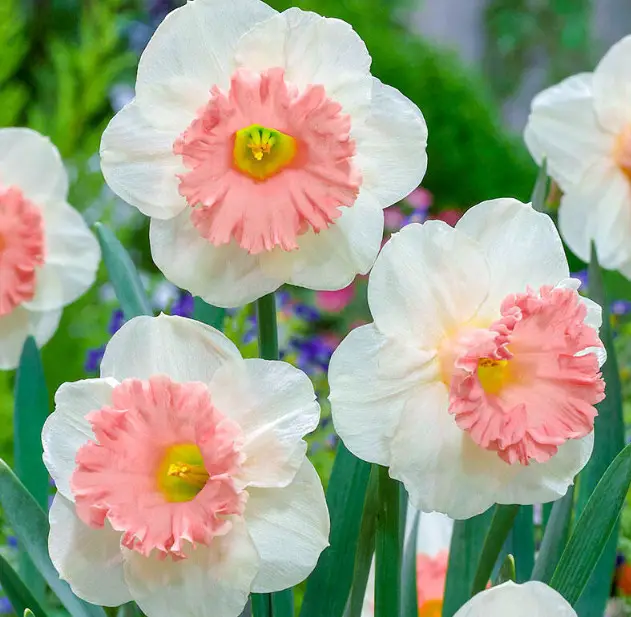 Pink Daffodils