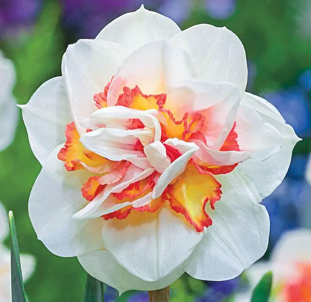 Pink Daffodils