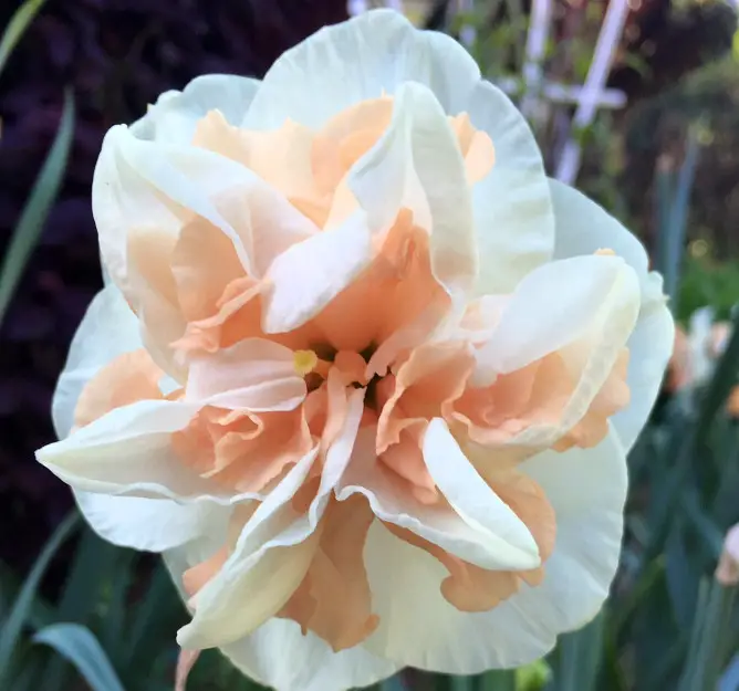 Pink Daffodils