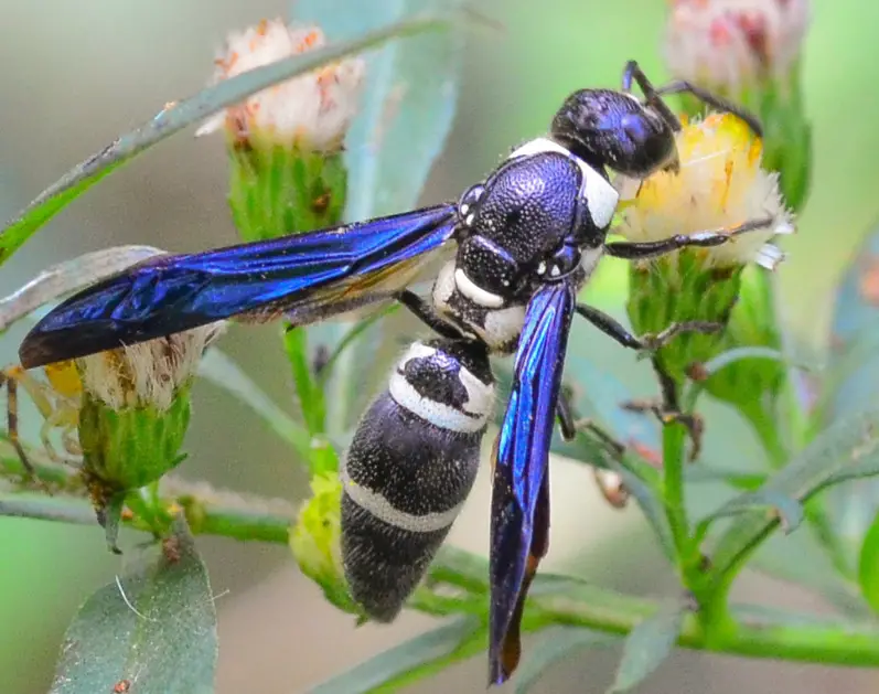 black with white striped wasp
