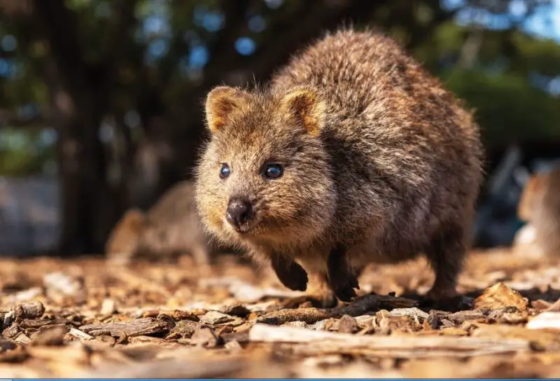 Animals that Look Like Beavers