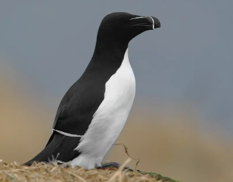 Black Bird with White Belly