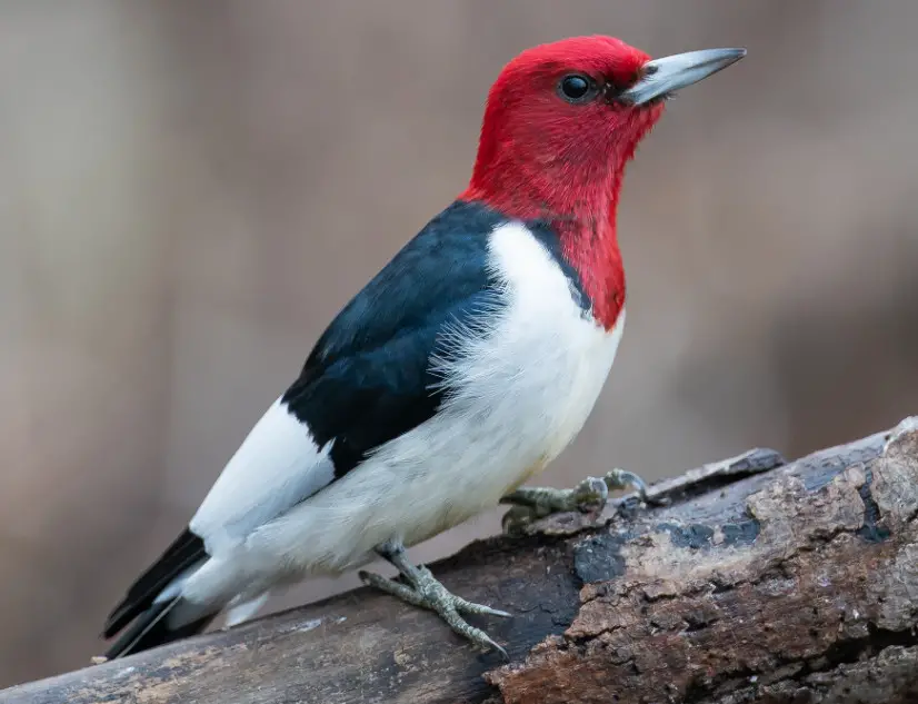 Black Bird with White Belly