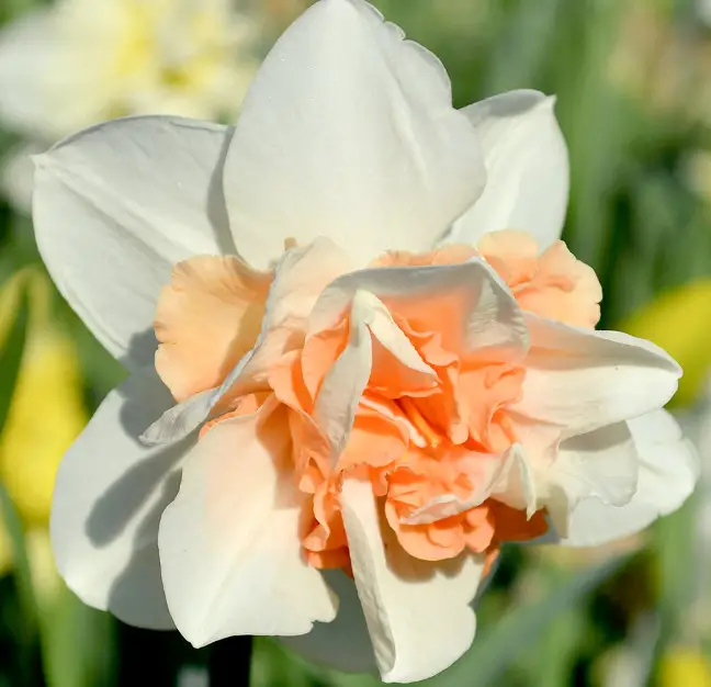 Pink Daffodils