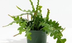 Ric Rac Cactus: Detailed Care and Growing Guide