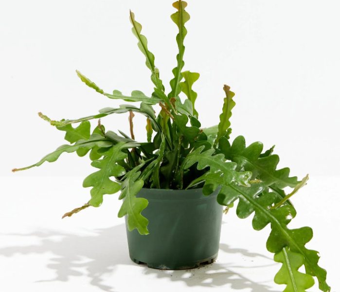 Ric Rac Cactus Detailed Care and Growing Guide