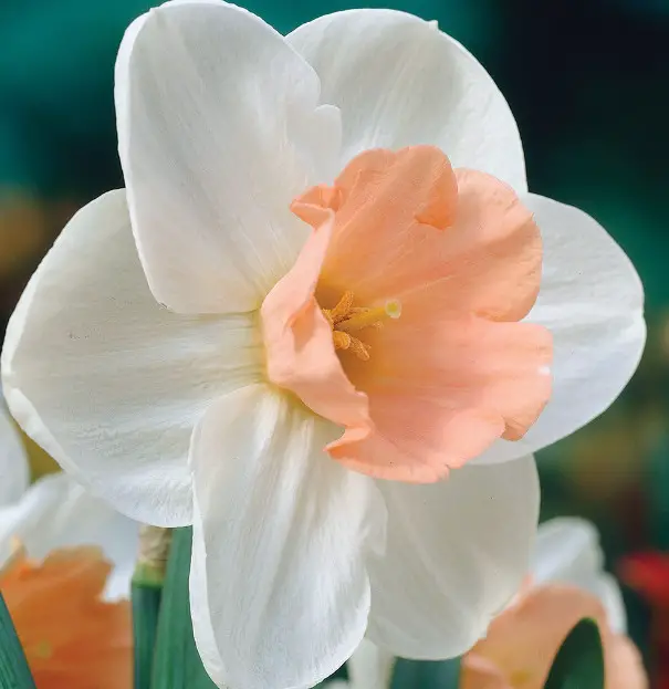 Pink Daffodils