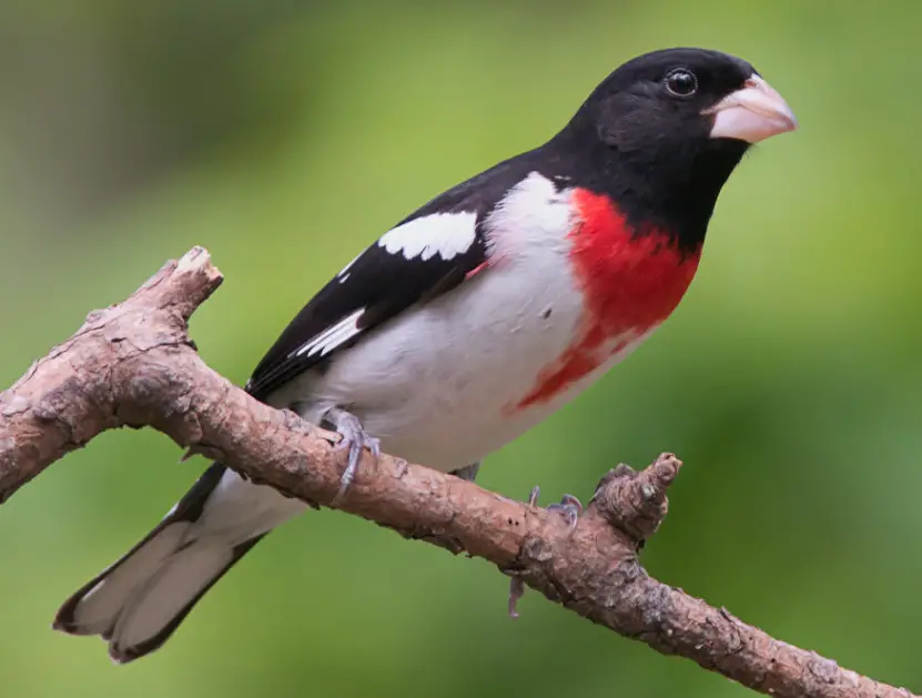 Black Bird with White Belly