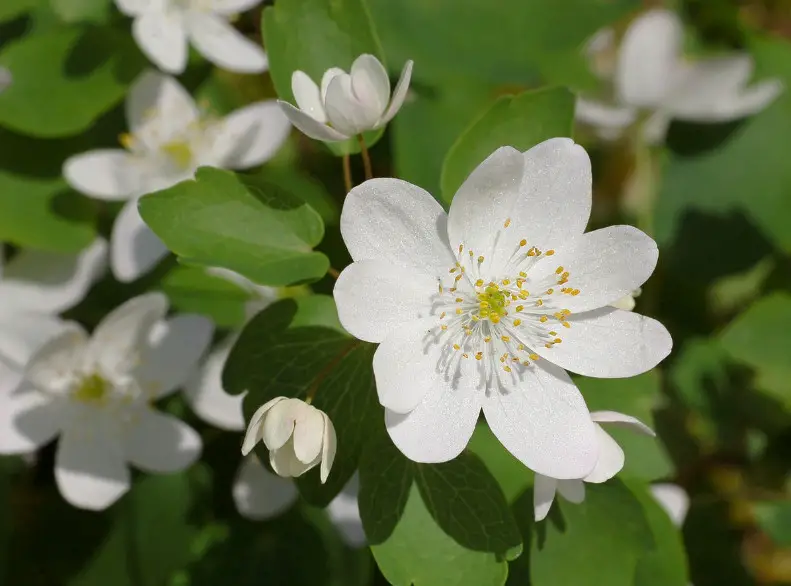 White Wildflowers