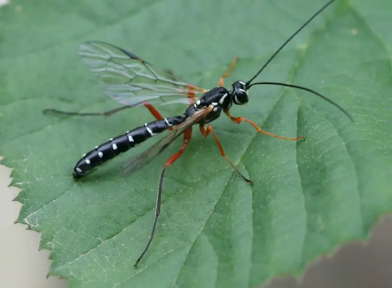 black with white striped wasp