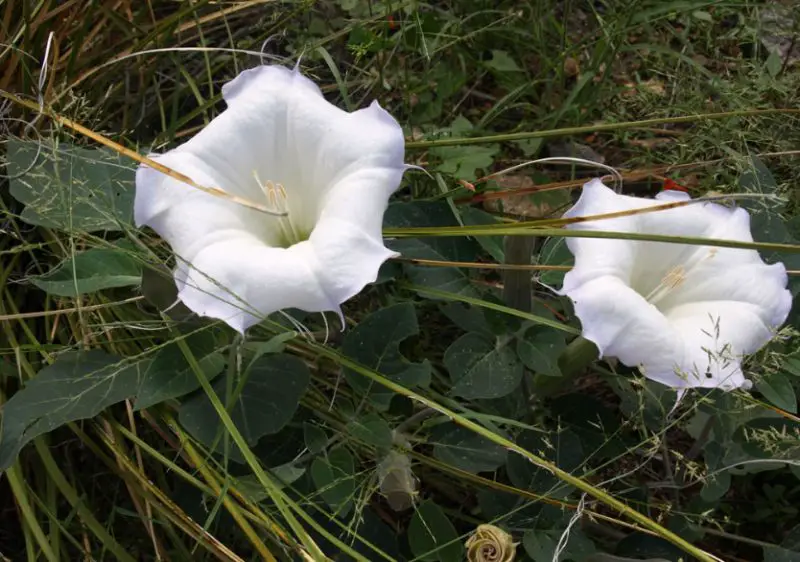 White Wildflowers