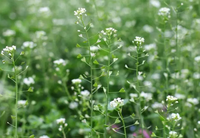 White Wildflowers