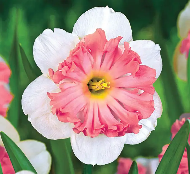 Pink Daffodils