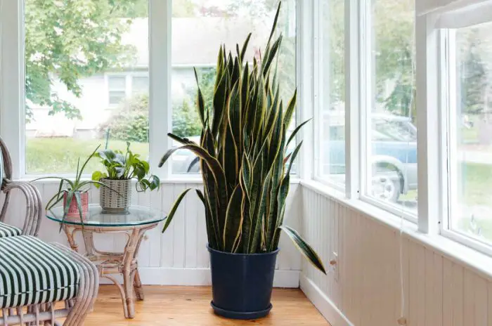 Best Large Indoor Plants