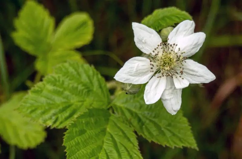 White Wildflowers