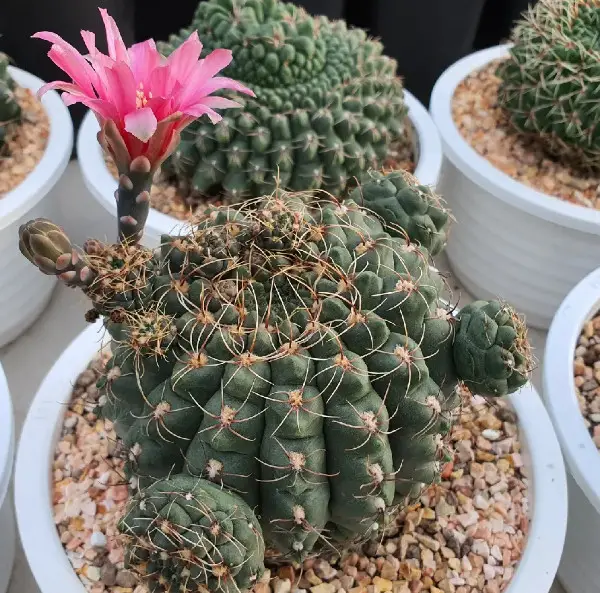 Succulent With Pink Flowers