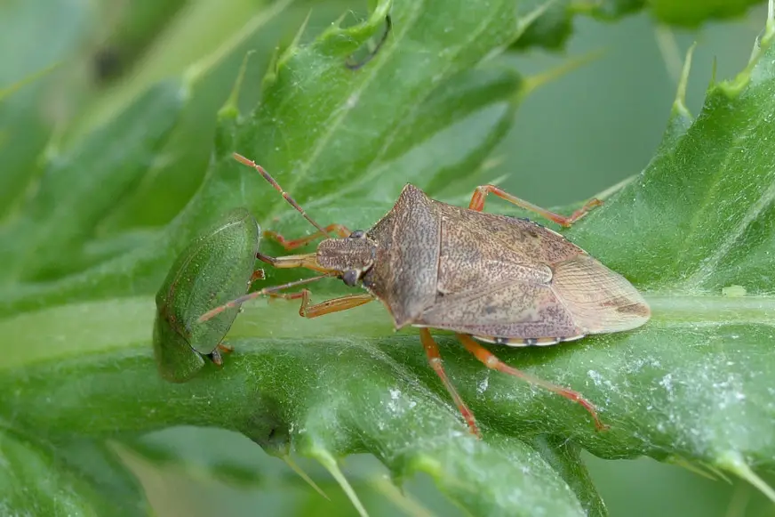 32 Types of Bugs in Florida with Pictures and Identification