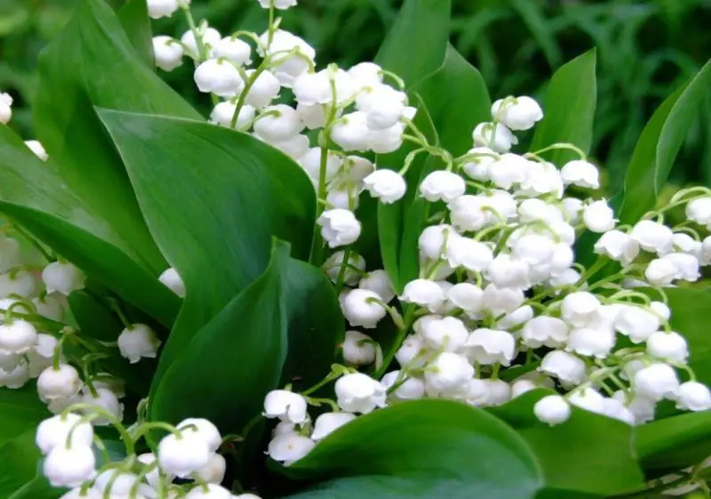 White Wildflowers