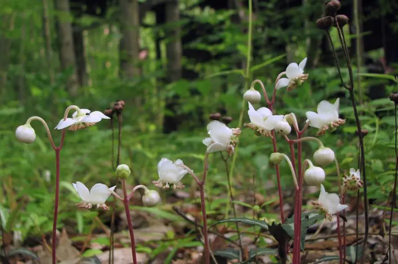 White Wildflowers