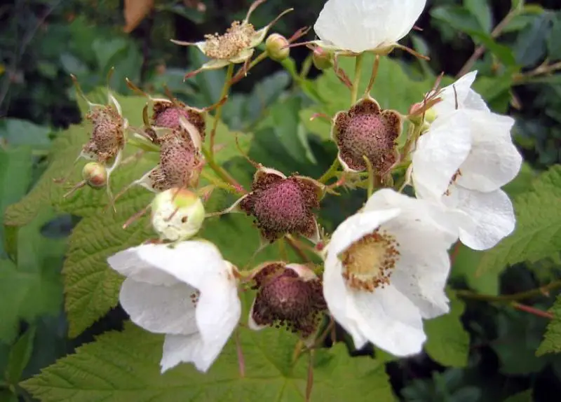 White Wildflowers