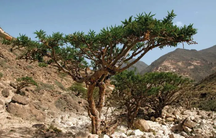 Trees in the desert