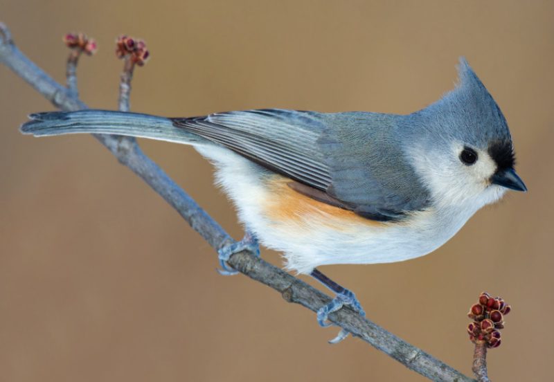 Birds of Tennessee