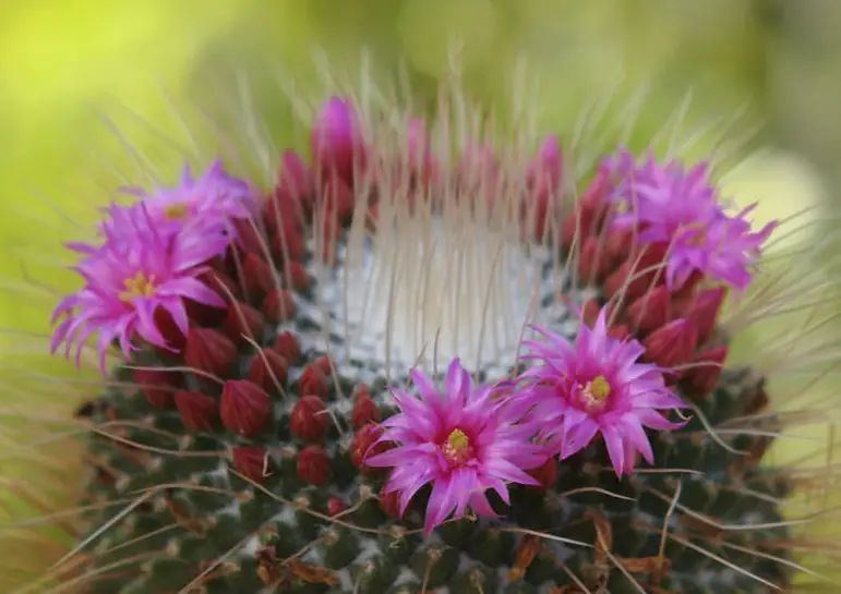 Succulent With Pink Flowers