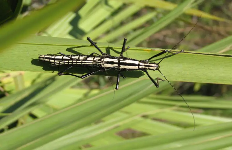 Bugs in Florida